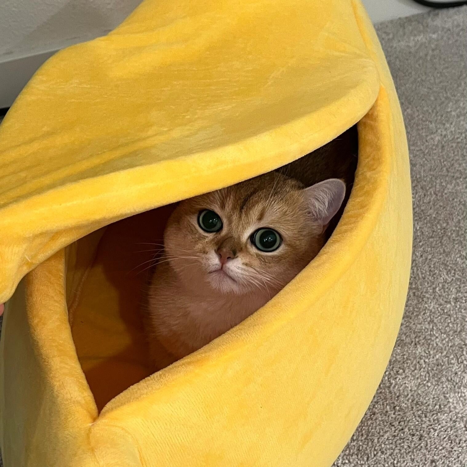 Banana-Shaped Semi-Enclosed Pet Bed