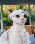 White lace princess hat and white organza dress on a Devon Rex cat