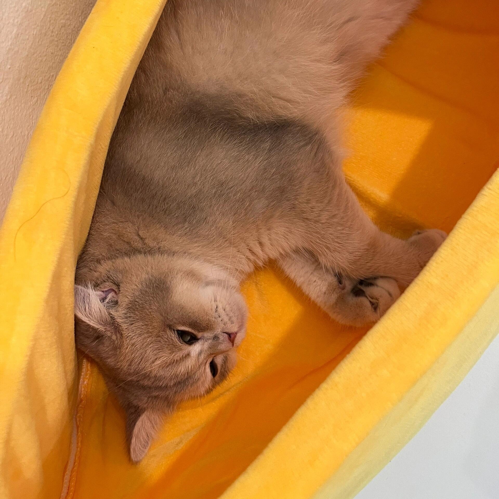 Banana-Shaped Semi-Enclosed Pet Bed