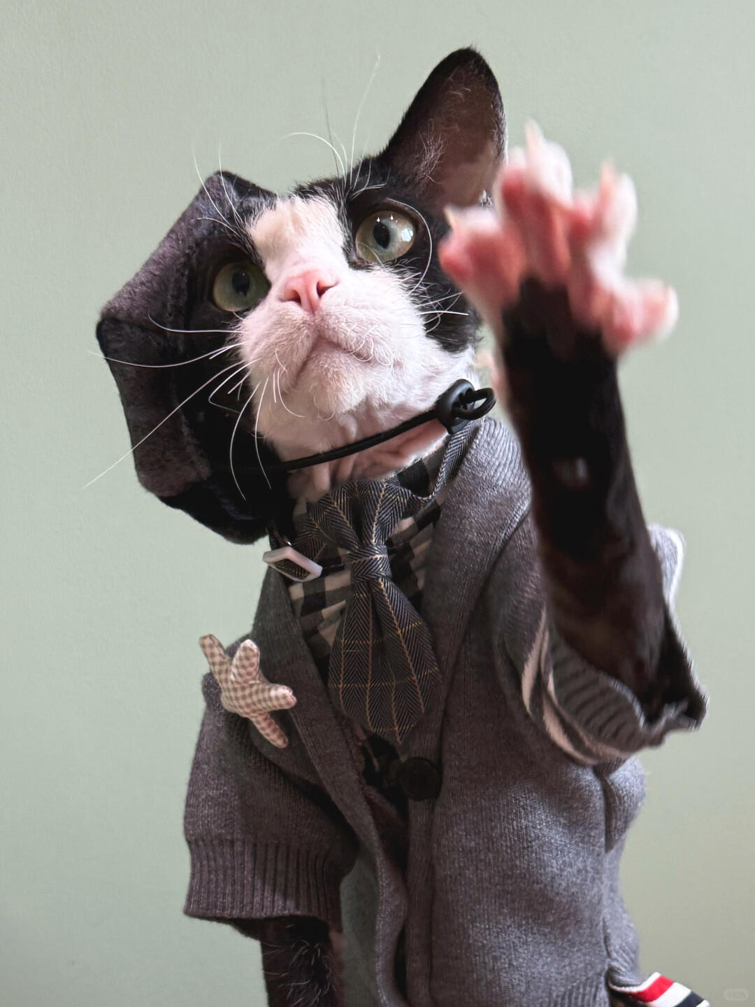 Plaid Wool Beret Hat for Cat