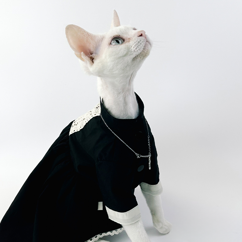 Black Nun Lace Dress DevonRex Sphynx Cat