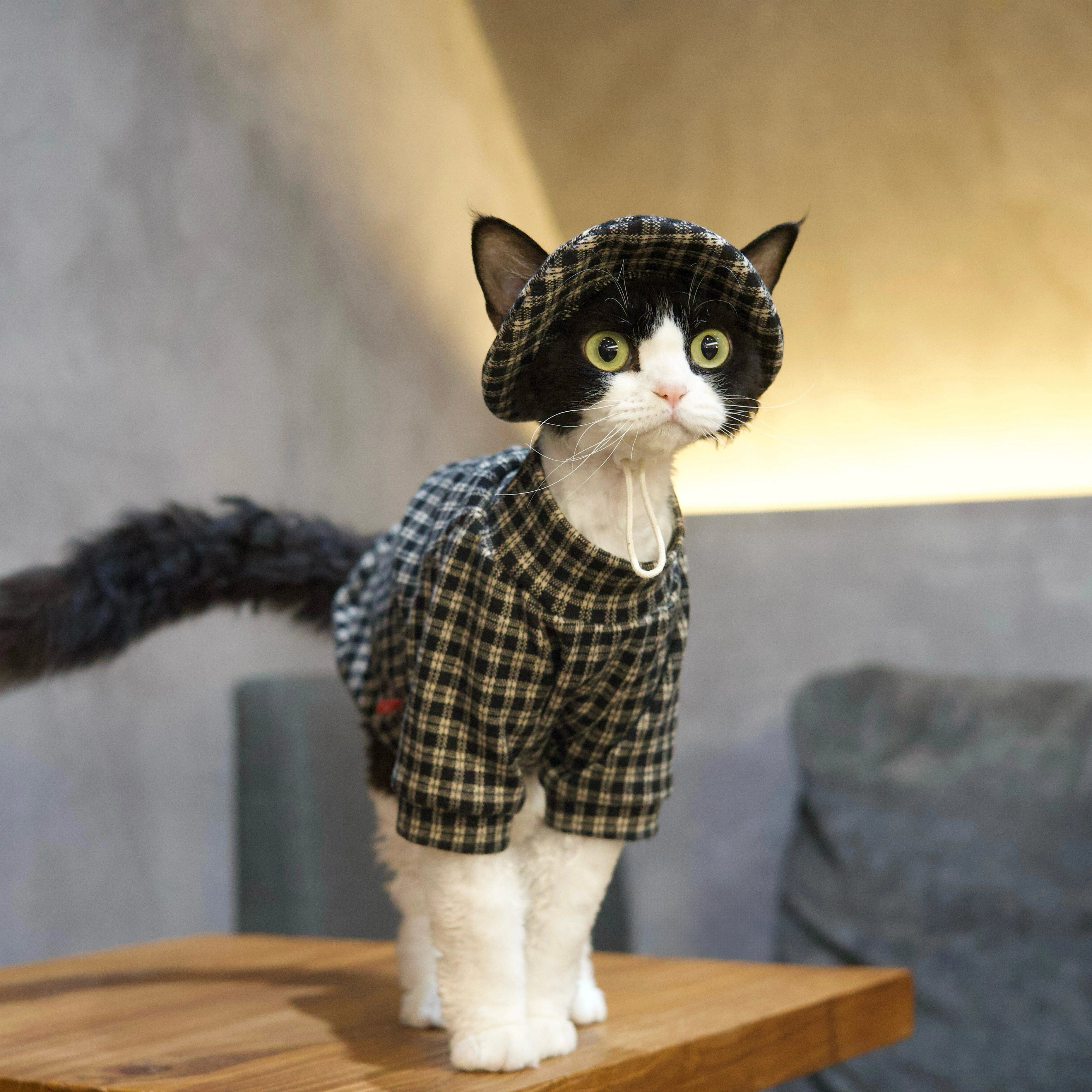 Black & White Plaid Tee + Hat – Devon/Sphynx Cat Clothes
