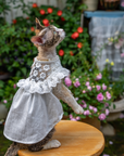 White Lace Dress for Hairless Cats Sphynx & Devon Rex