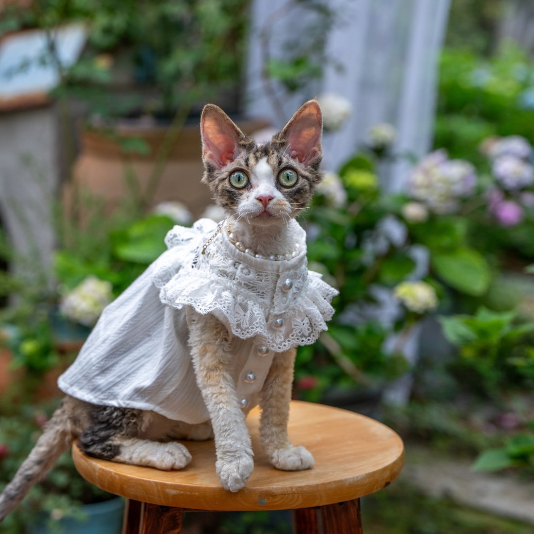 White Lace Dress for Hairless Cats Sphynx & Devon Rex