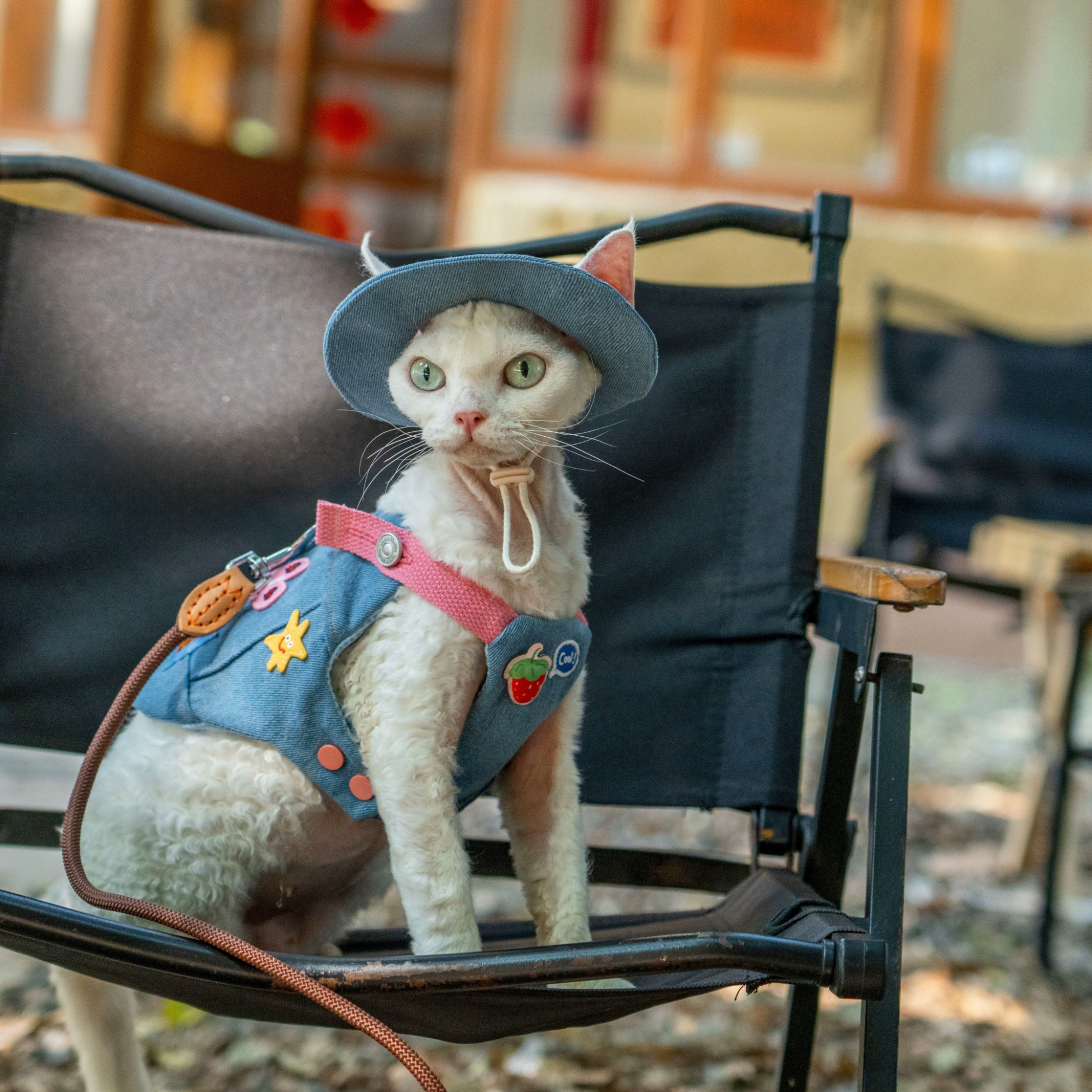 Denim Backpack Harness & Leash & Hat Set – Strawberry Edition