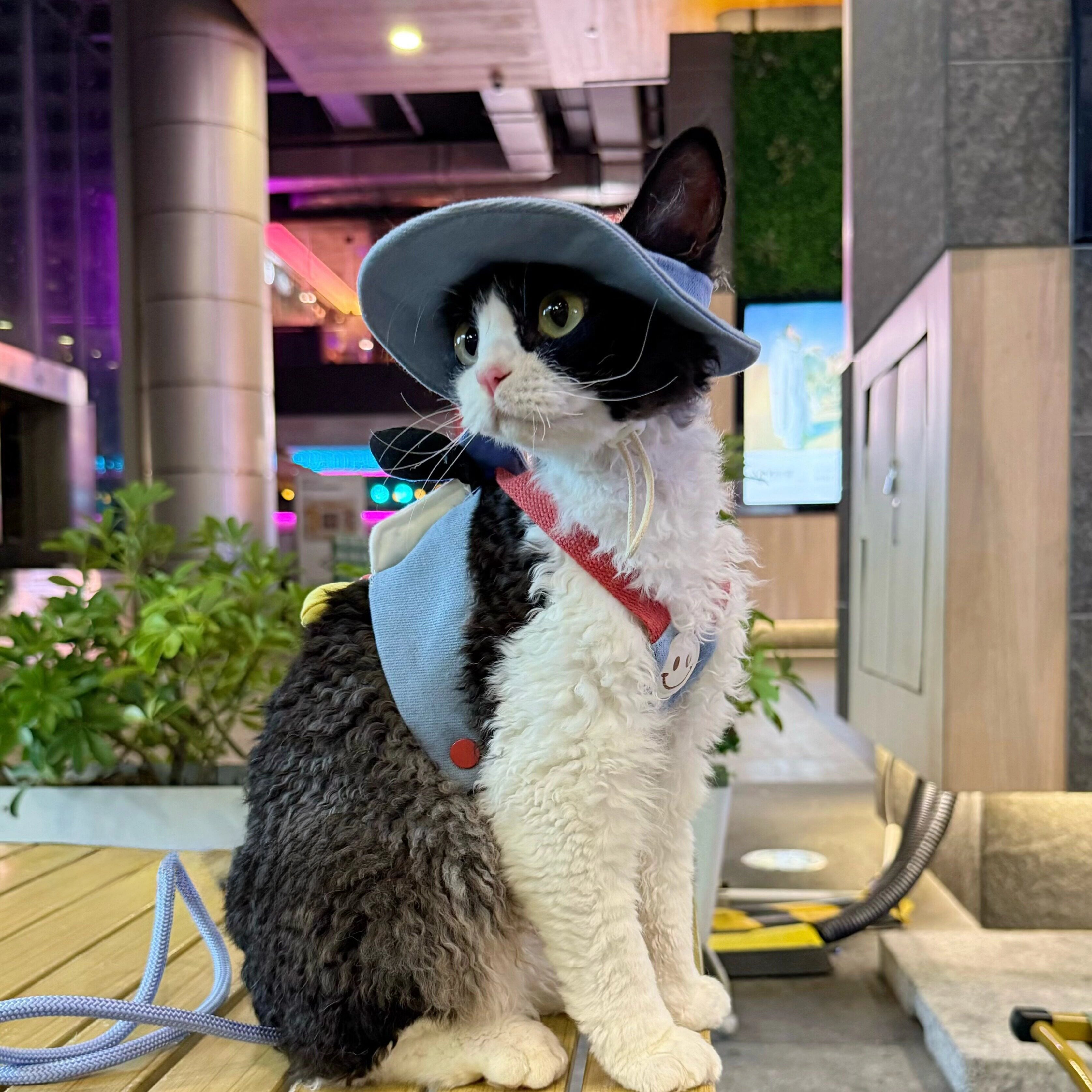 Cartoon Outdoor Cat Harness & Leash + Hat Set