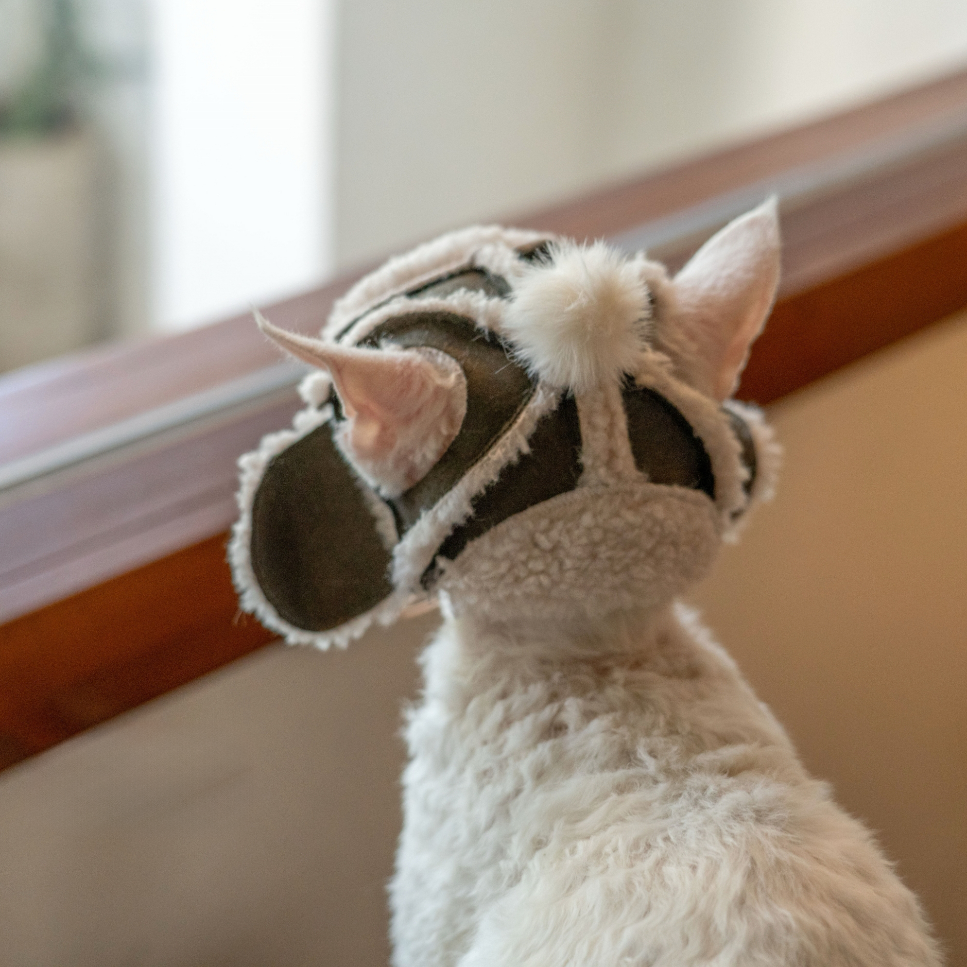 Fleece Aviator Hat for SphynxCat DevonRex