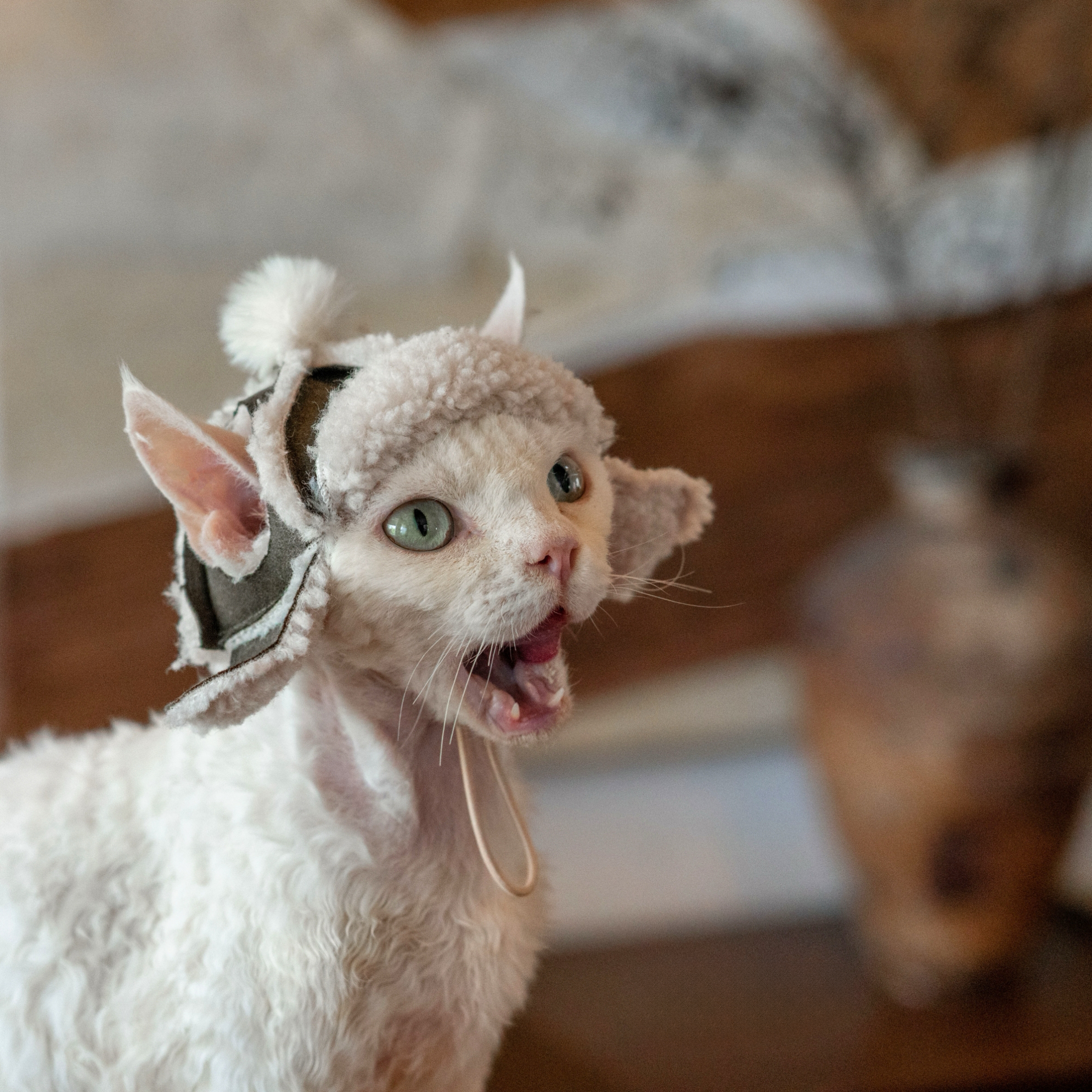 Fleece Aviator Hat for SphynxCat DevonRex
