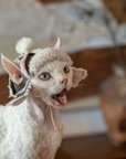 Fleece Aviator Hat for Sphynx & Devon Rex Cats - Ear-Out Winter Cap