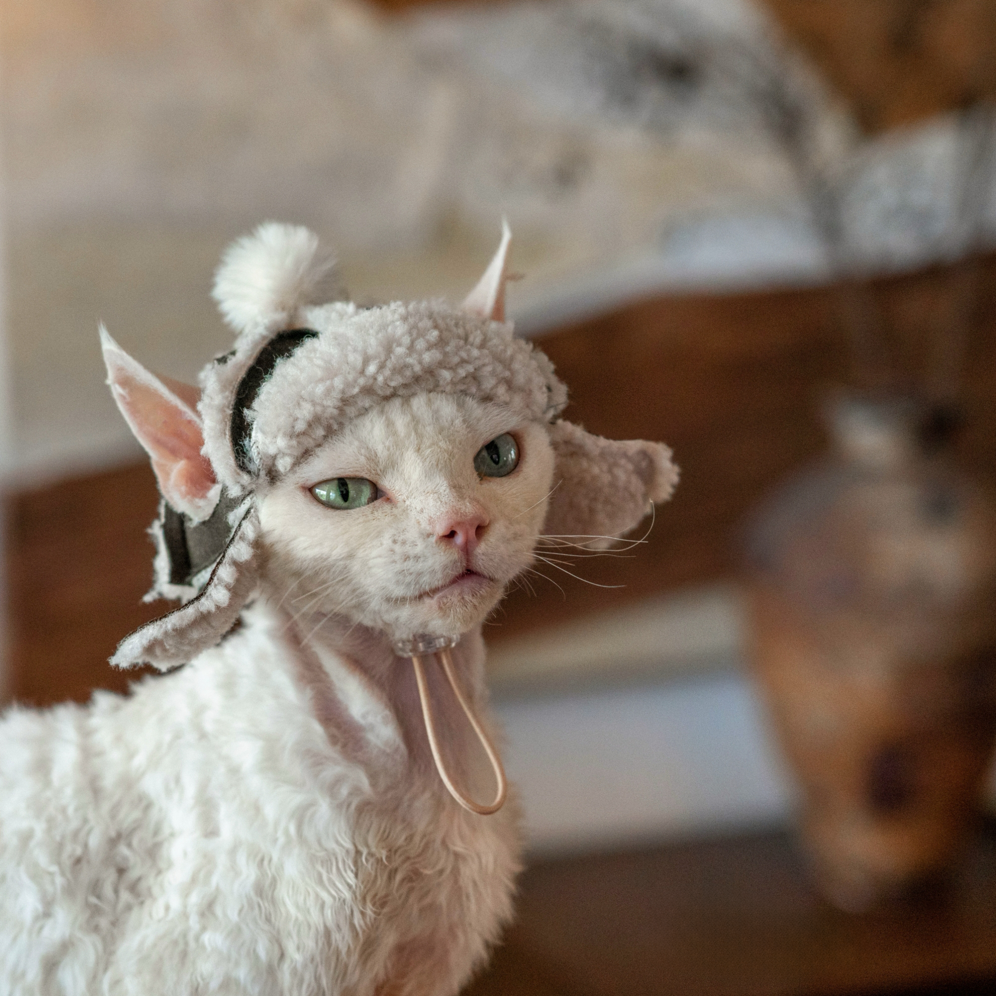 Fleece Aviator Hat for SphynxCat DevonRex