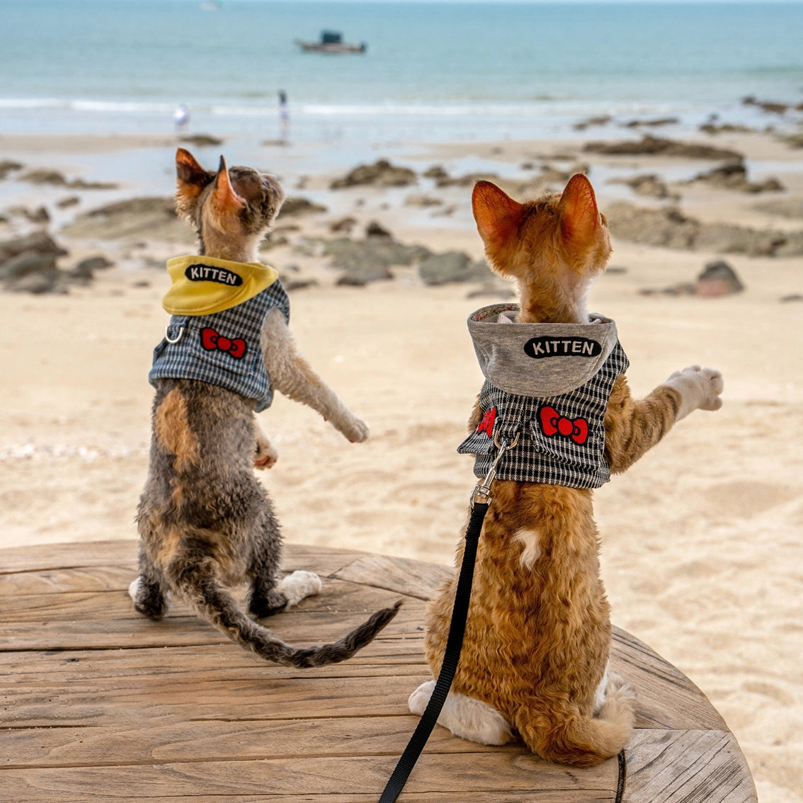 Hoodie Harness & Leash Cat Outdoor Accessories