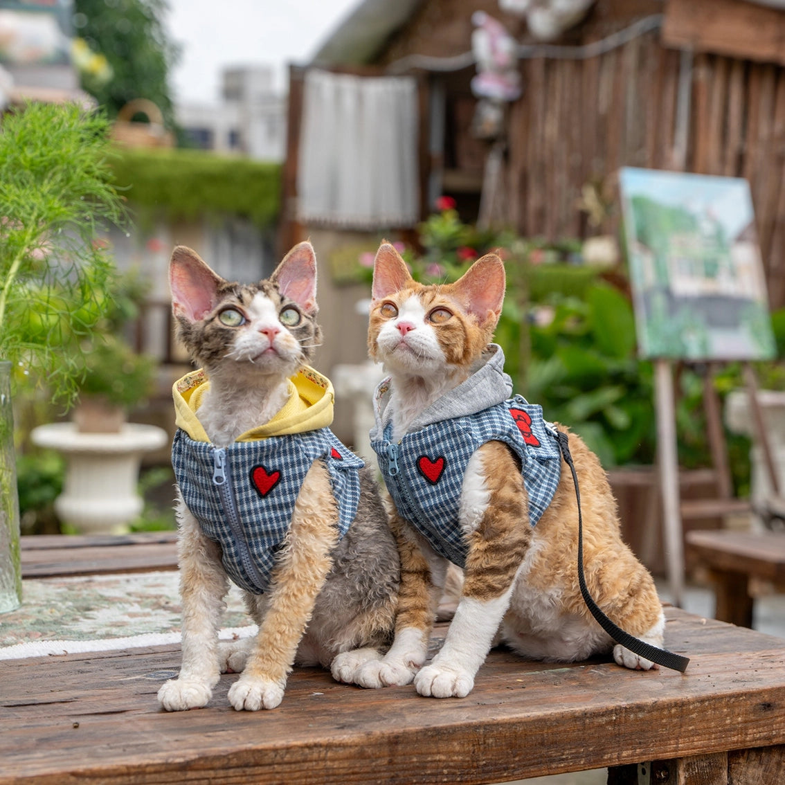 Hoodie Harness & Leash Cat Outdoor Accessories