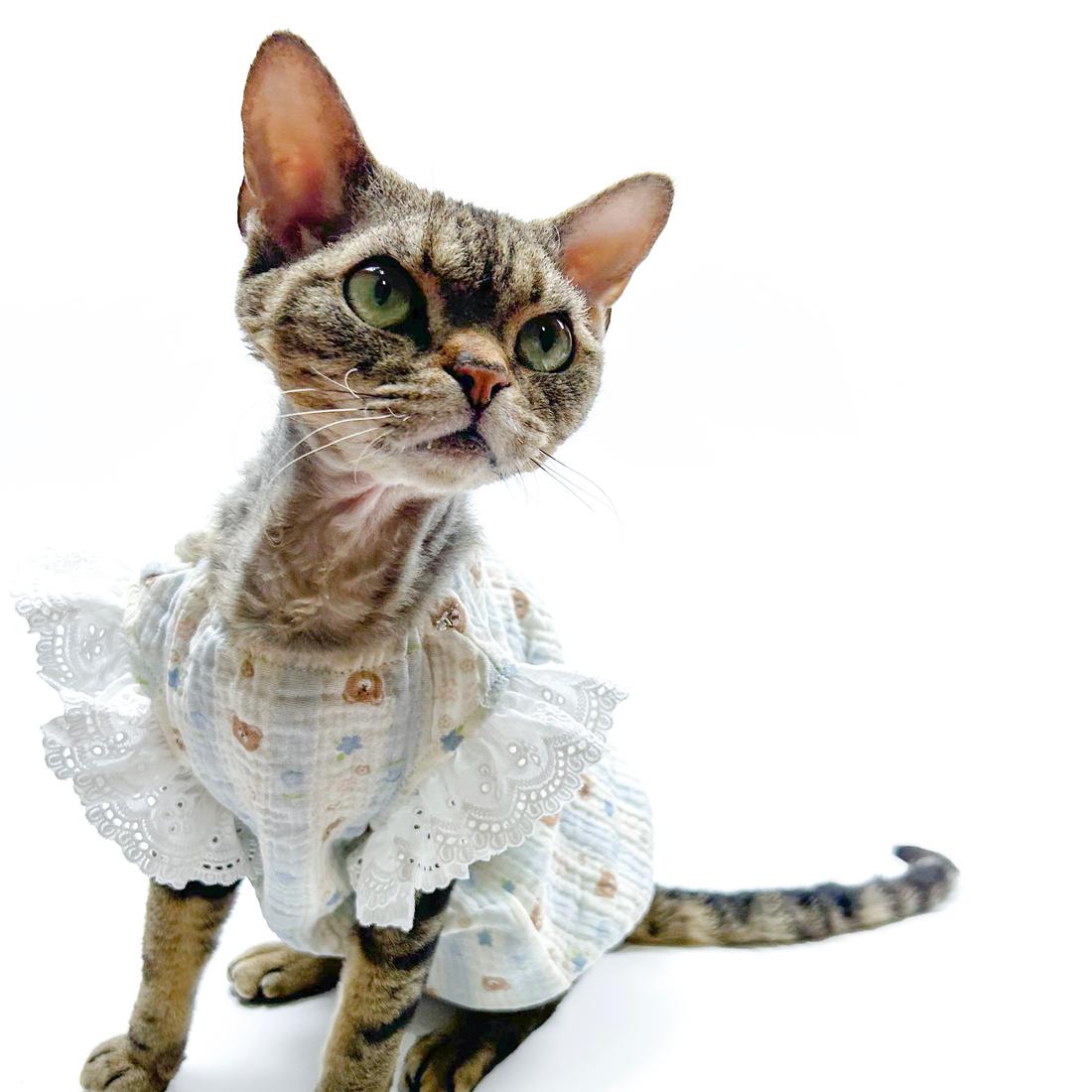 Lace-Trim Baby Dresses for Cats