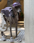 Italian Greyhound Raincoat Vest – Waterproof with Detachable Hood
