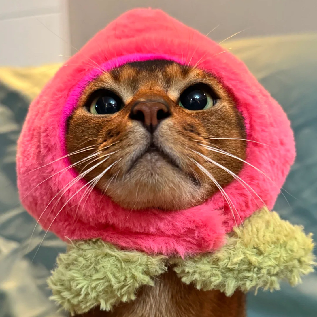 Peach Hat for Cat and Dog