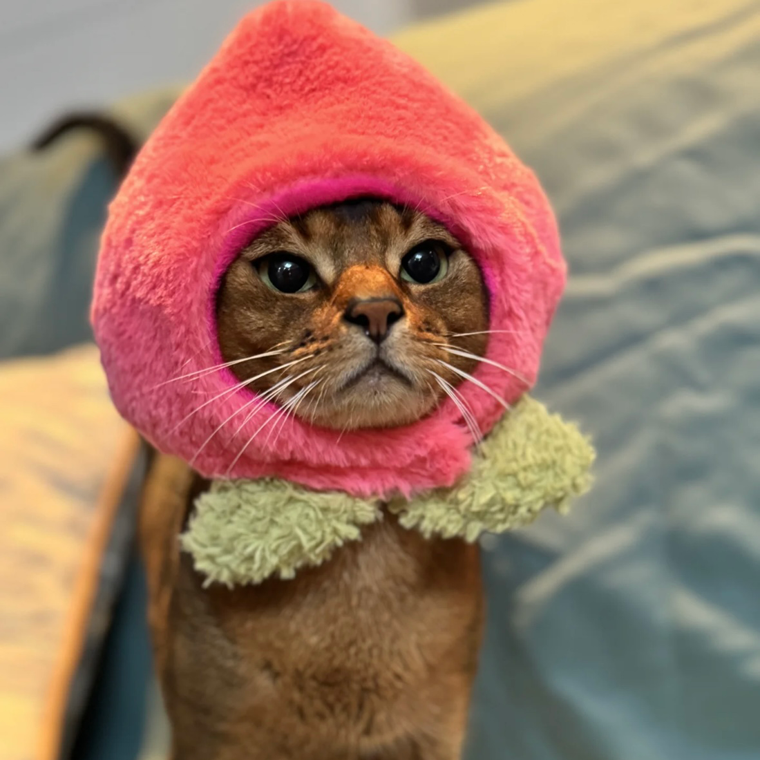 Peach Hat for Cat and Dog