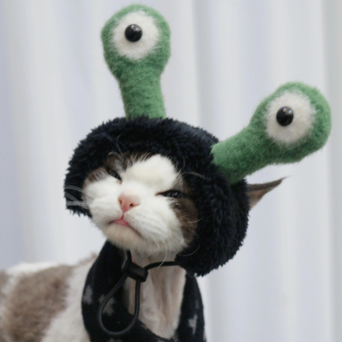 Quirky Frog Hat for Cat and Dog
