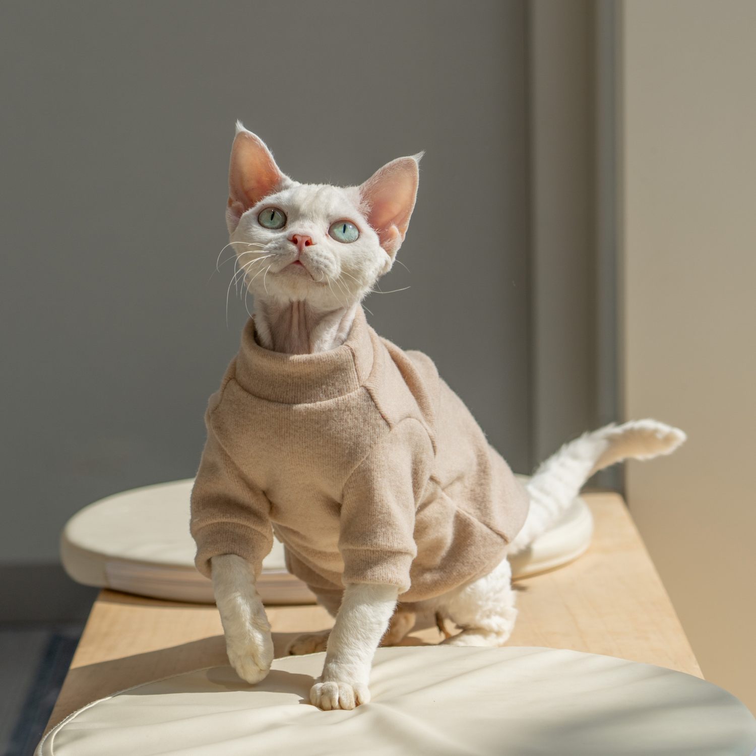 Snug-Cloak for Sphynx Cat