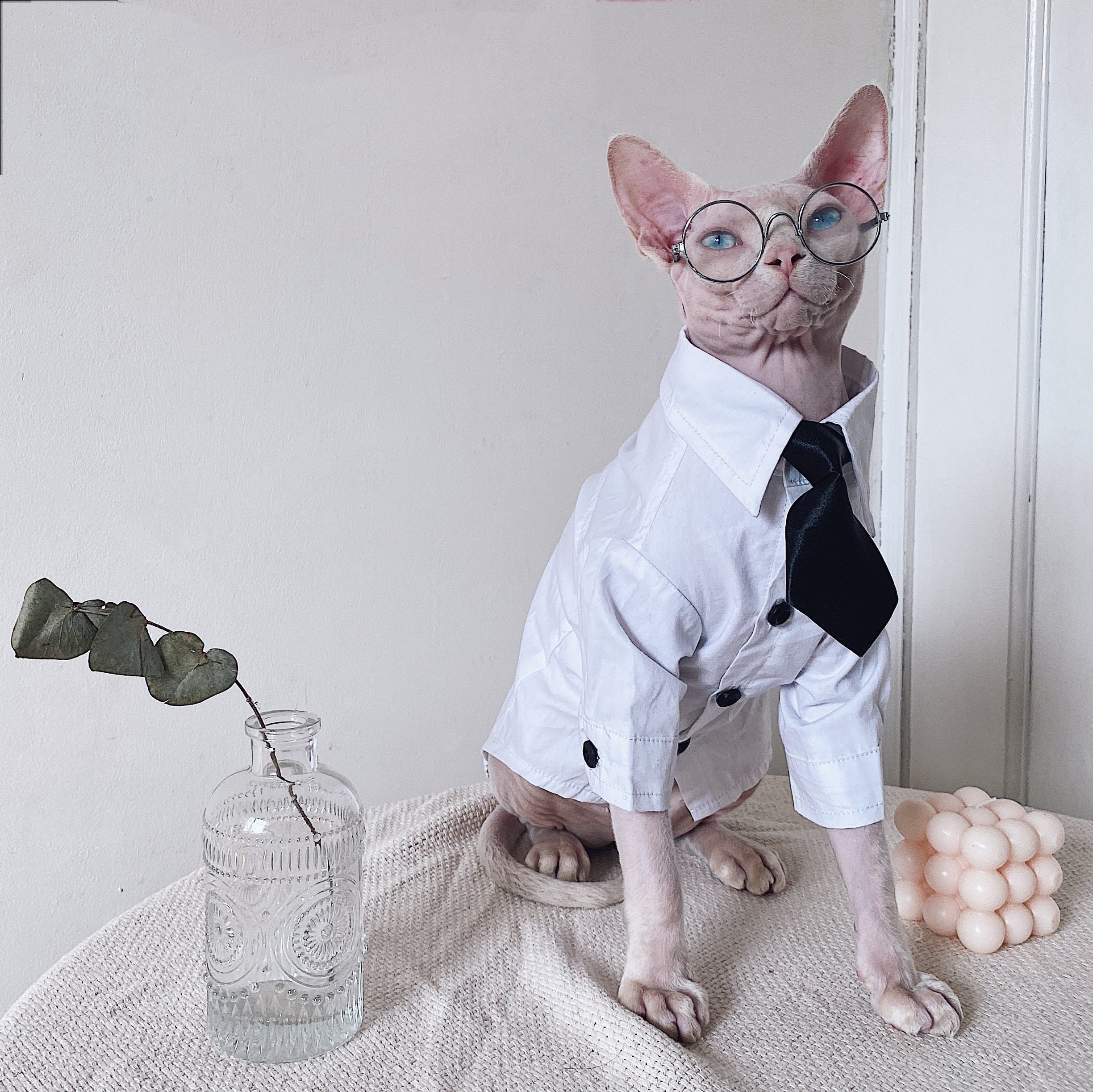 Three-piece suit for SphynxCat