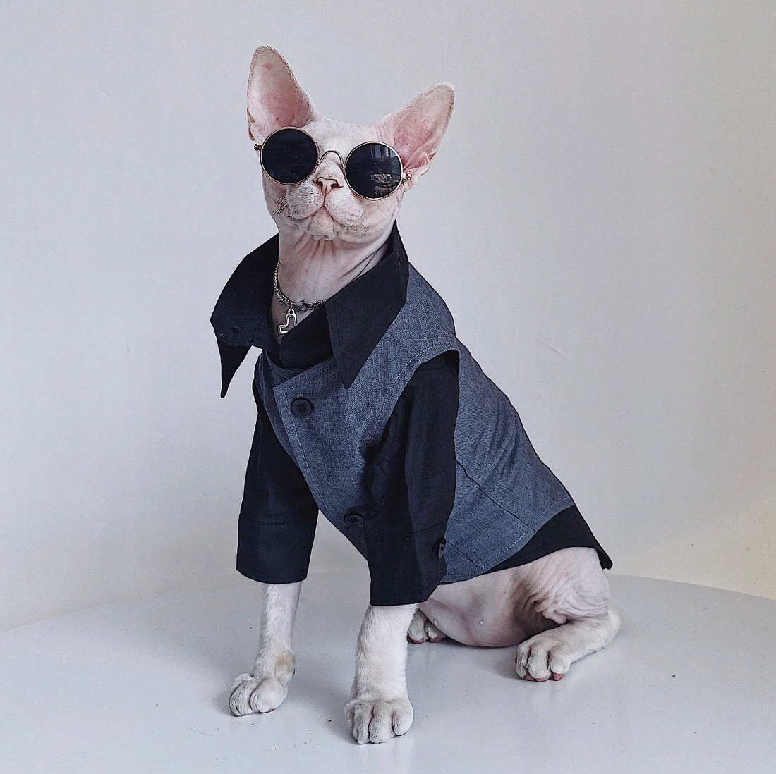 Three-piece suit for SphynxCat