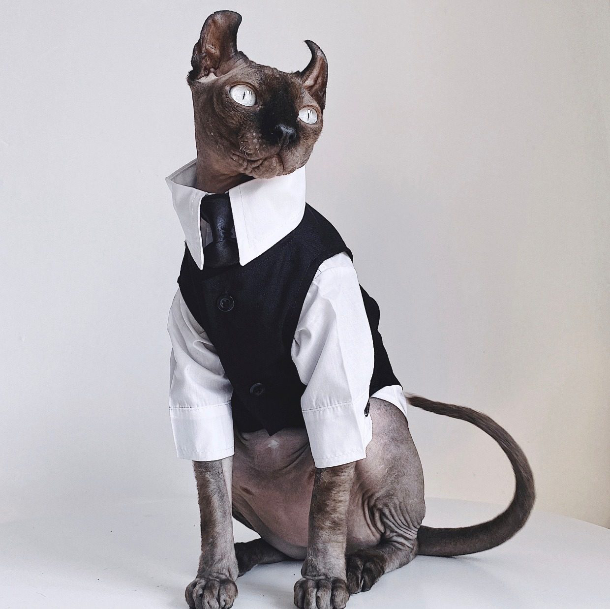 Three-piece suit for SphynxCat