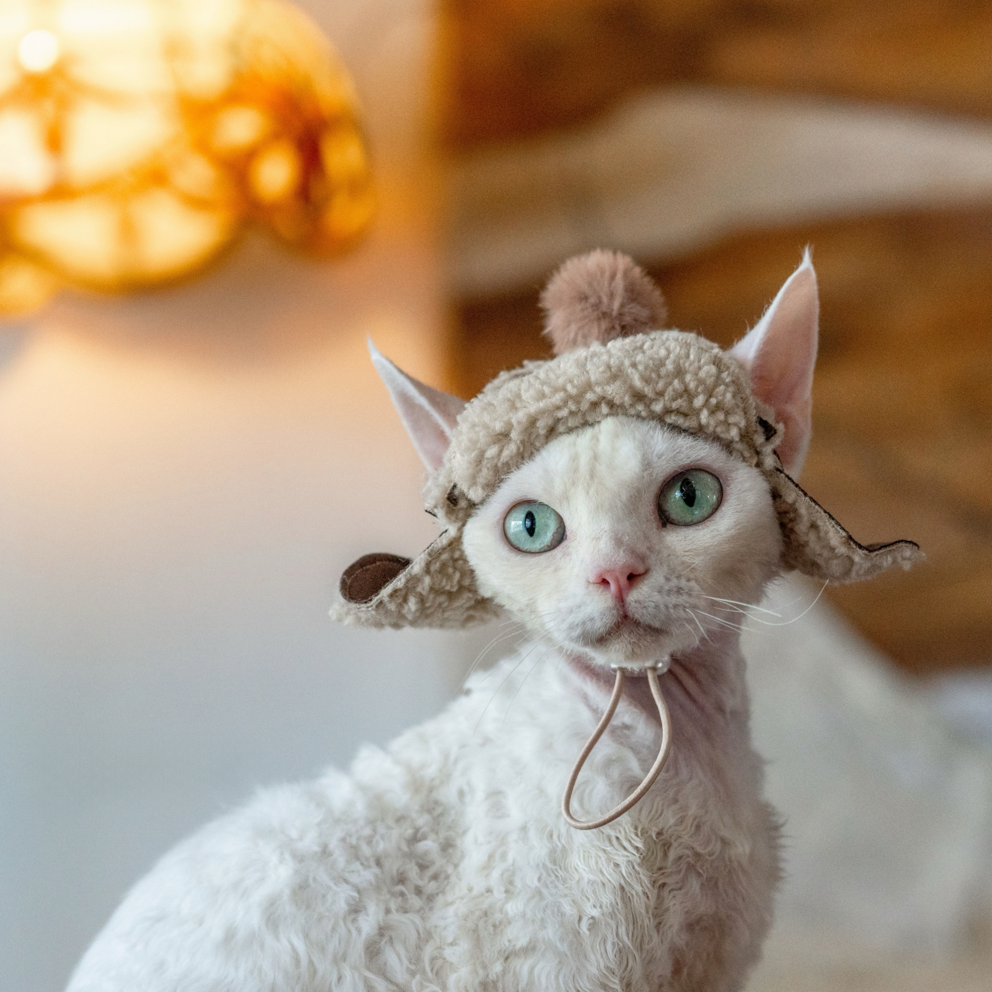 Fleece Aviator Hat for SphynxCat DevonRex