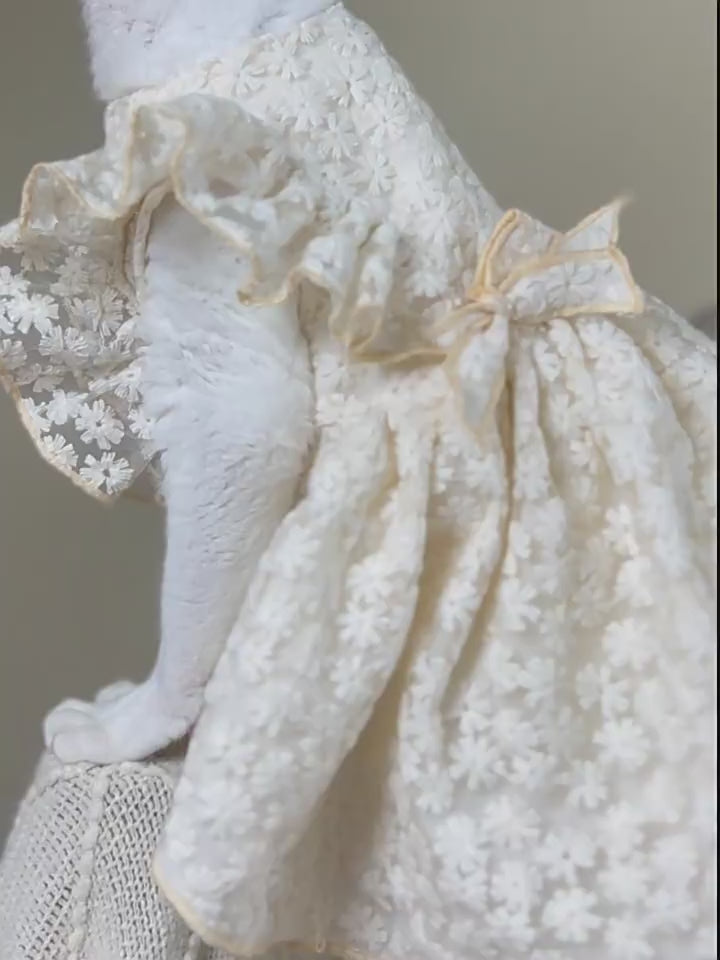 Embroidery Lace Cat Dress White