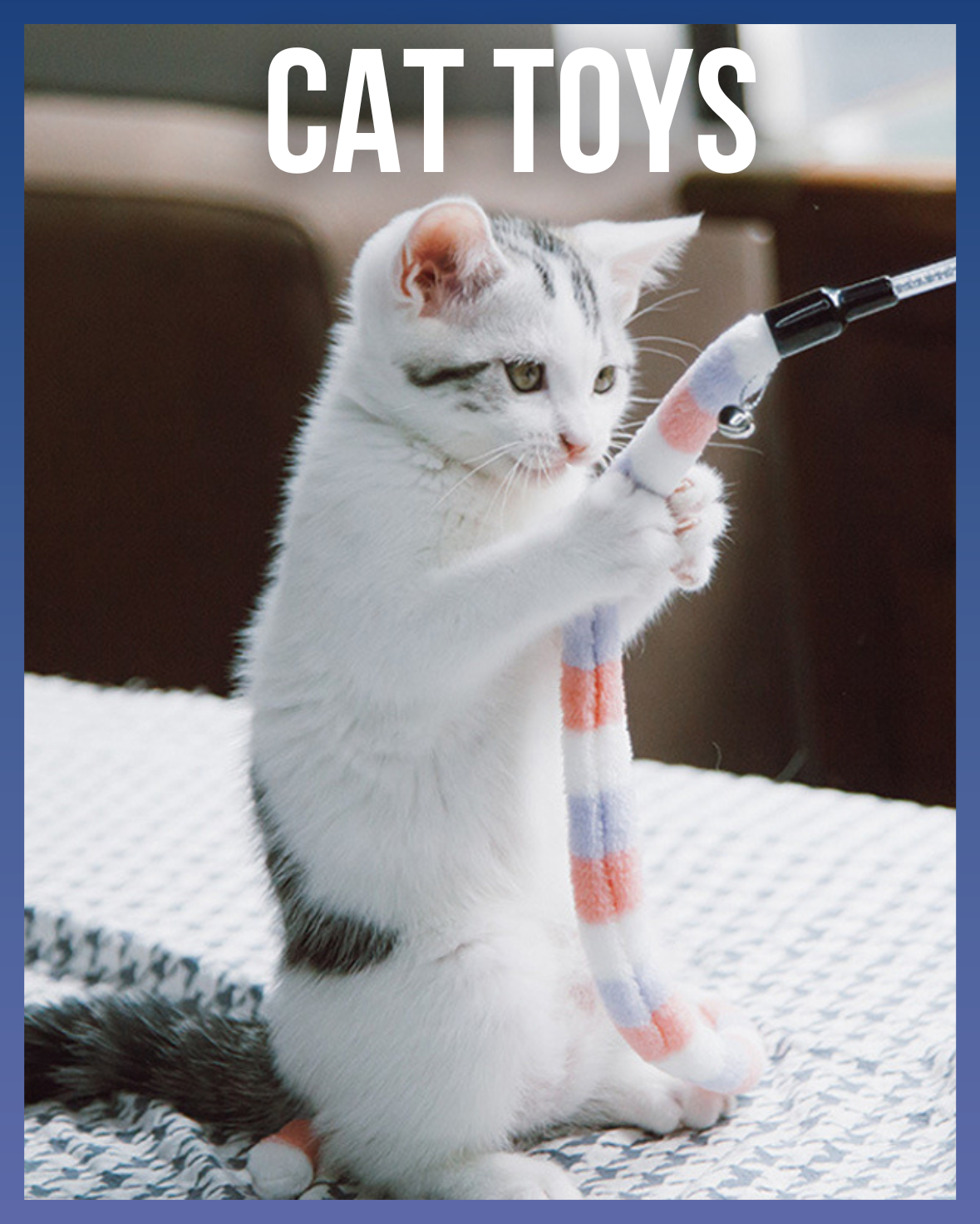For Cats