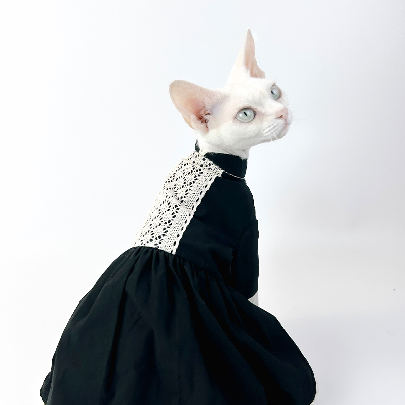 Black Nun Lace Dress DevonRex Sphynx Cat