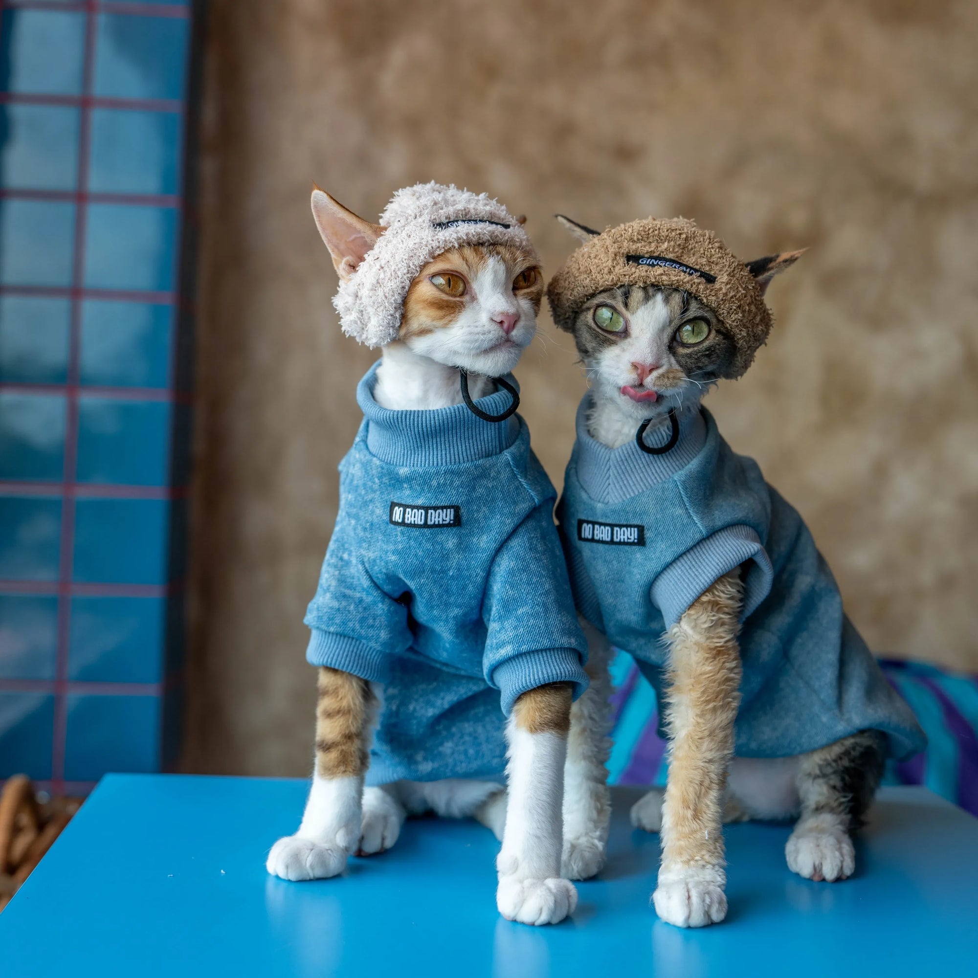 Stretch Denim Sweatshirt for Sphynx Cat Comfortable Outfit