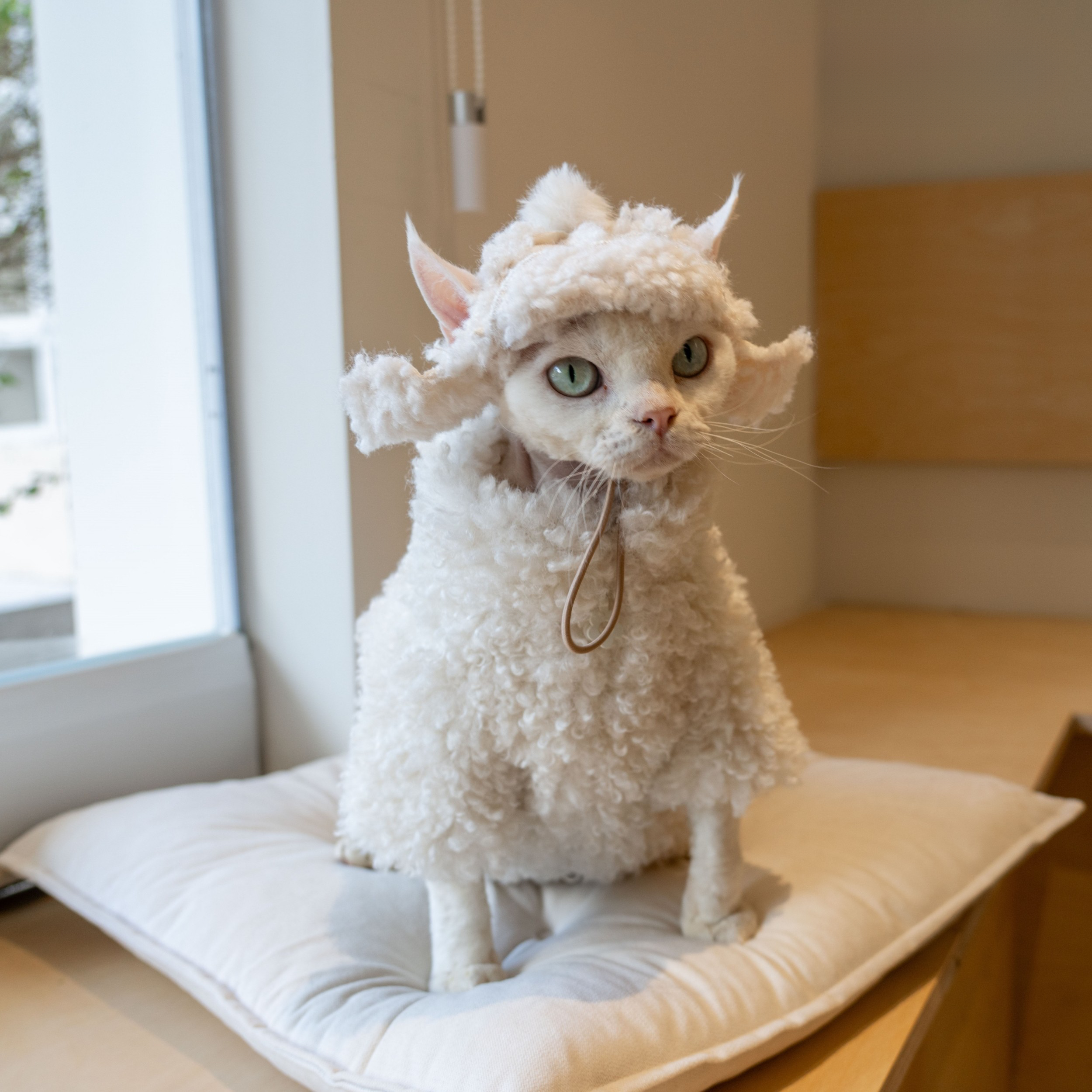 Fleece Coat for SphynxCat DevonRex