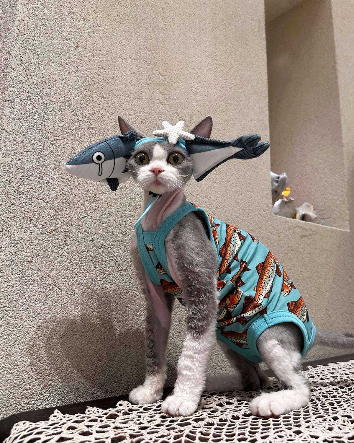 Shark Hat and Salmon Camisole for Sphynx Cat Cute Outfit