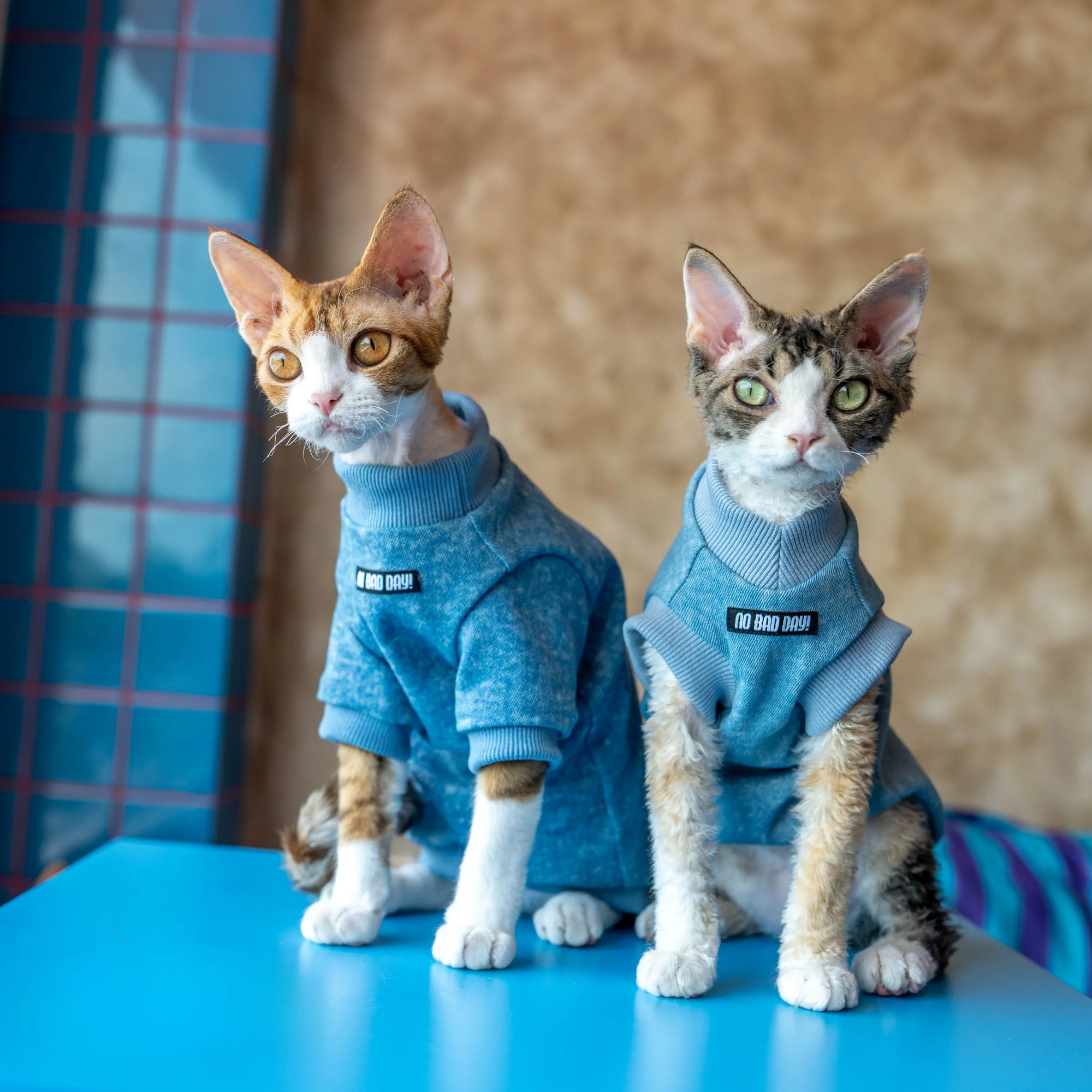 Stretch Denim Sweatshirt for Sphynx Cat Comfortable Outfit