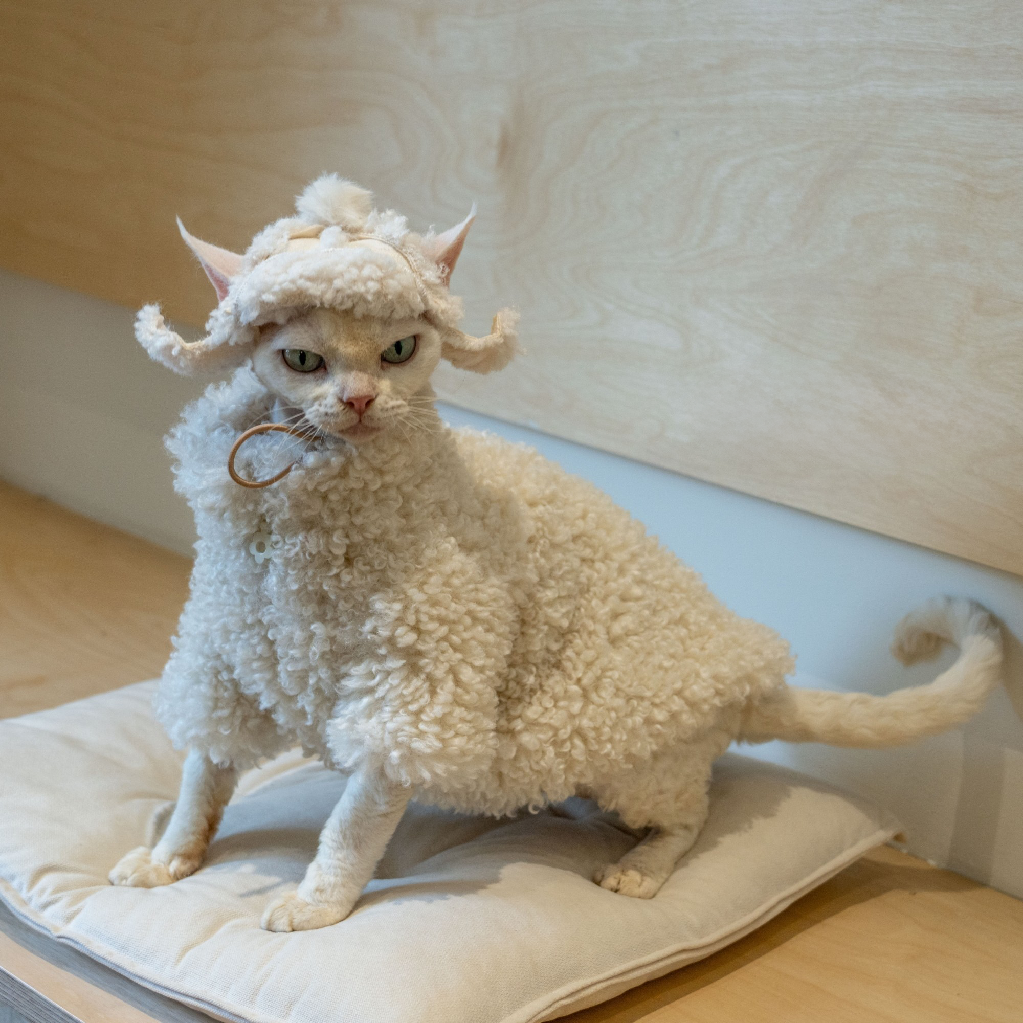 Fleece Coat for SphynxCat DevonRex