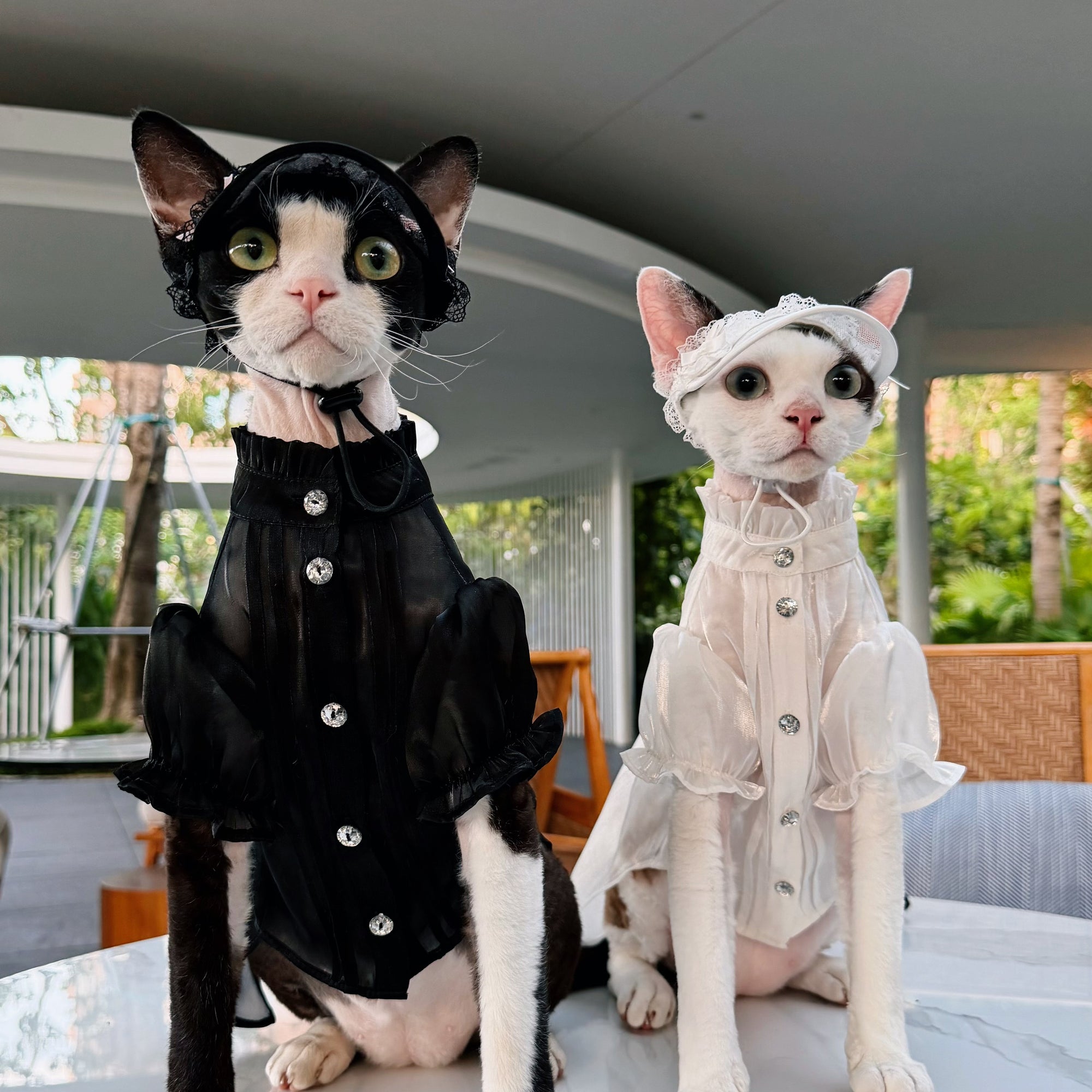 Devon Rex cats wearing white and black lace princess hats