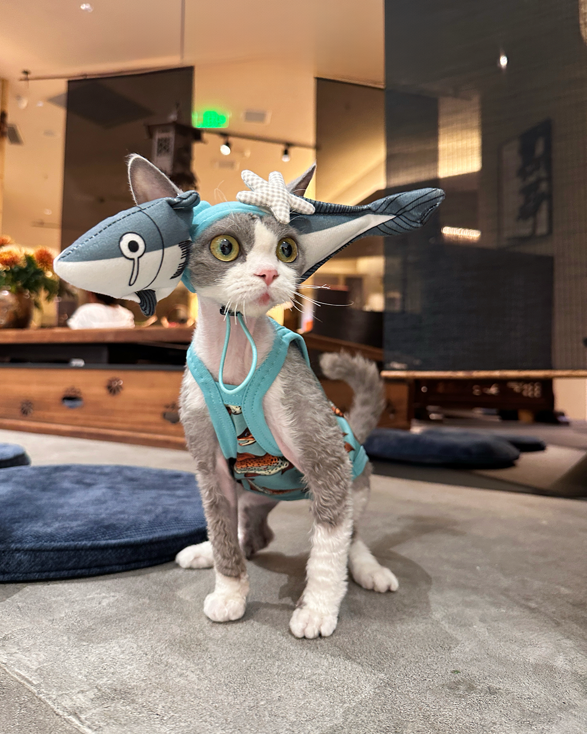 Shark Hat and Salmon Camisole for Sphynx Cat Cute Outfit