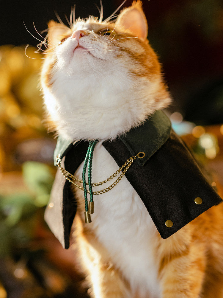 Close-up of cat wearing steampunk mage cape, front view