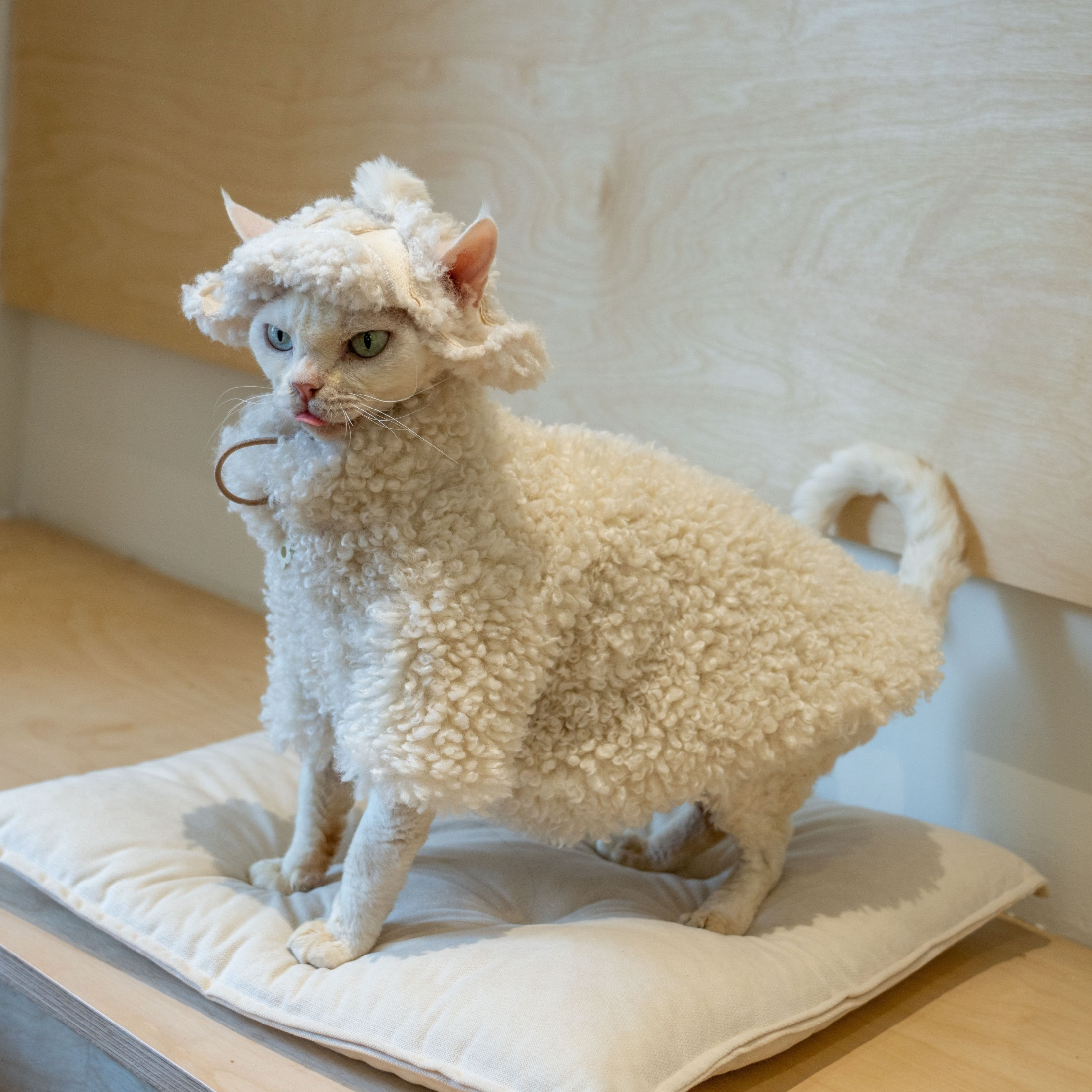 Fleece Coat for SphynxCat DevonRex