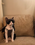 Grey British Bow Dress & Crystal Hat Set for Devon Rex & Sphynx Cats