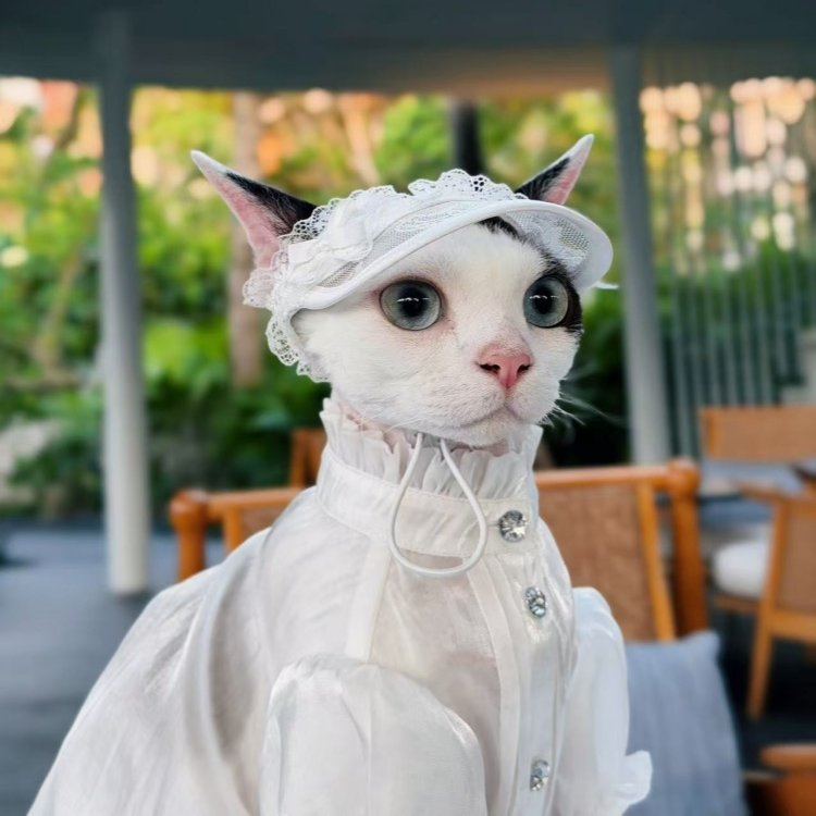 White lace princess hat and white organza dress on a Devon Rex cat