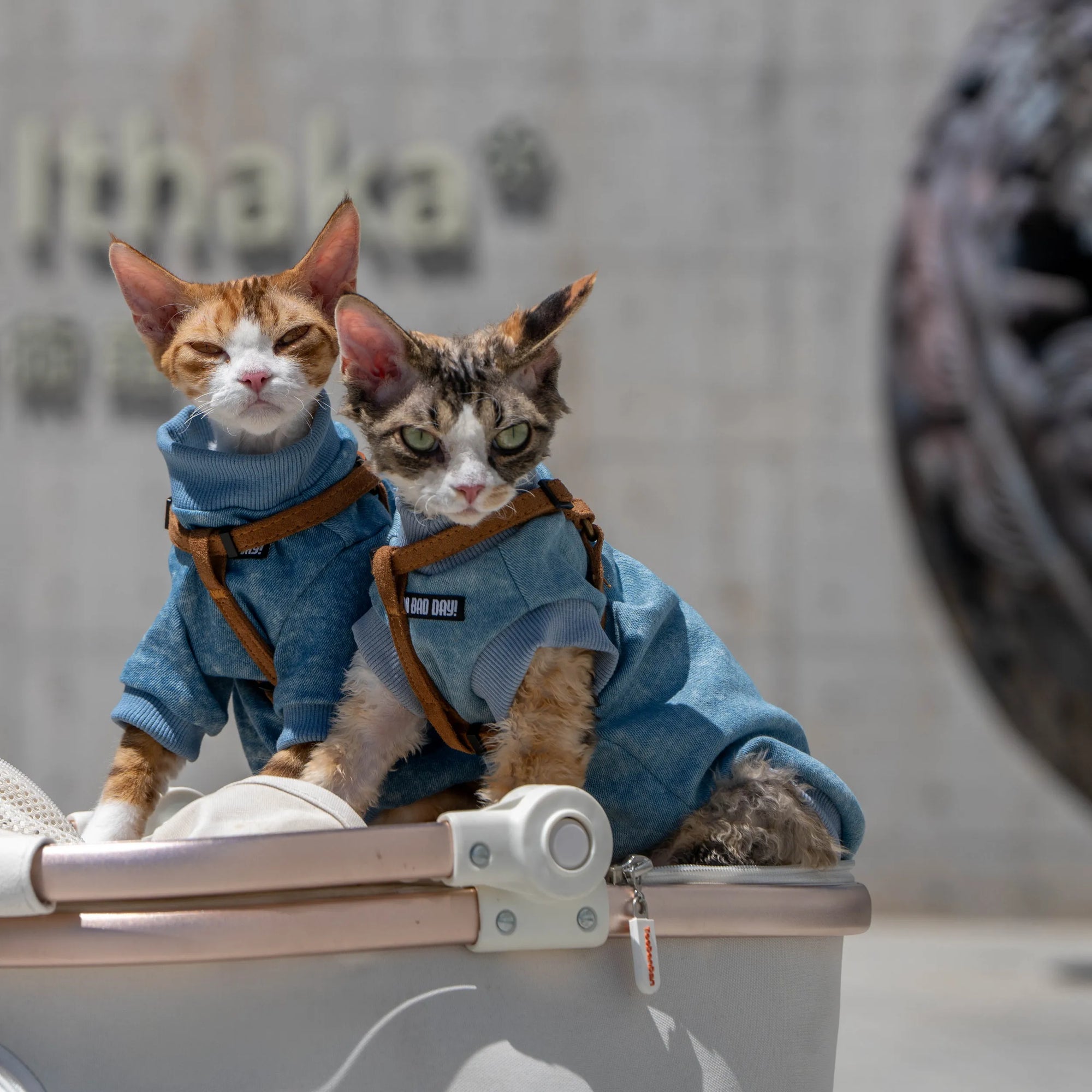 Stretch Denim Sweatshirt for Sphynx Cat Comfortable Outfit