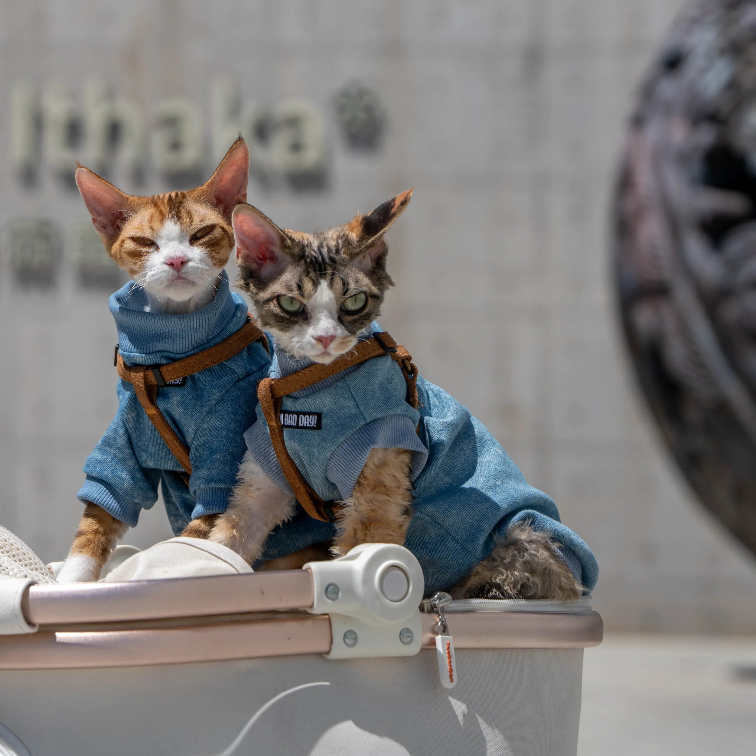 Sphynx Stretch Denim Sweatshirts for Cats