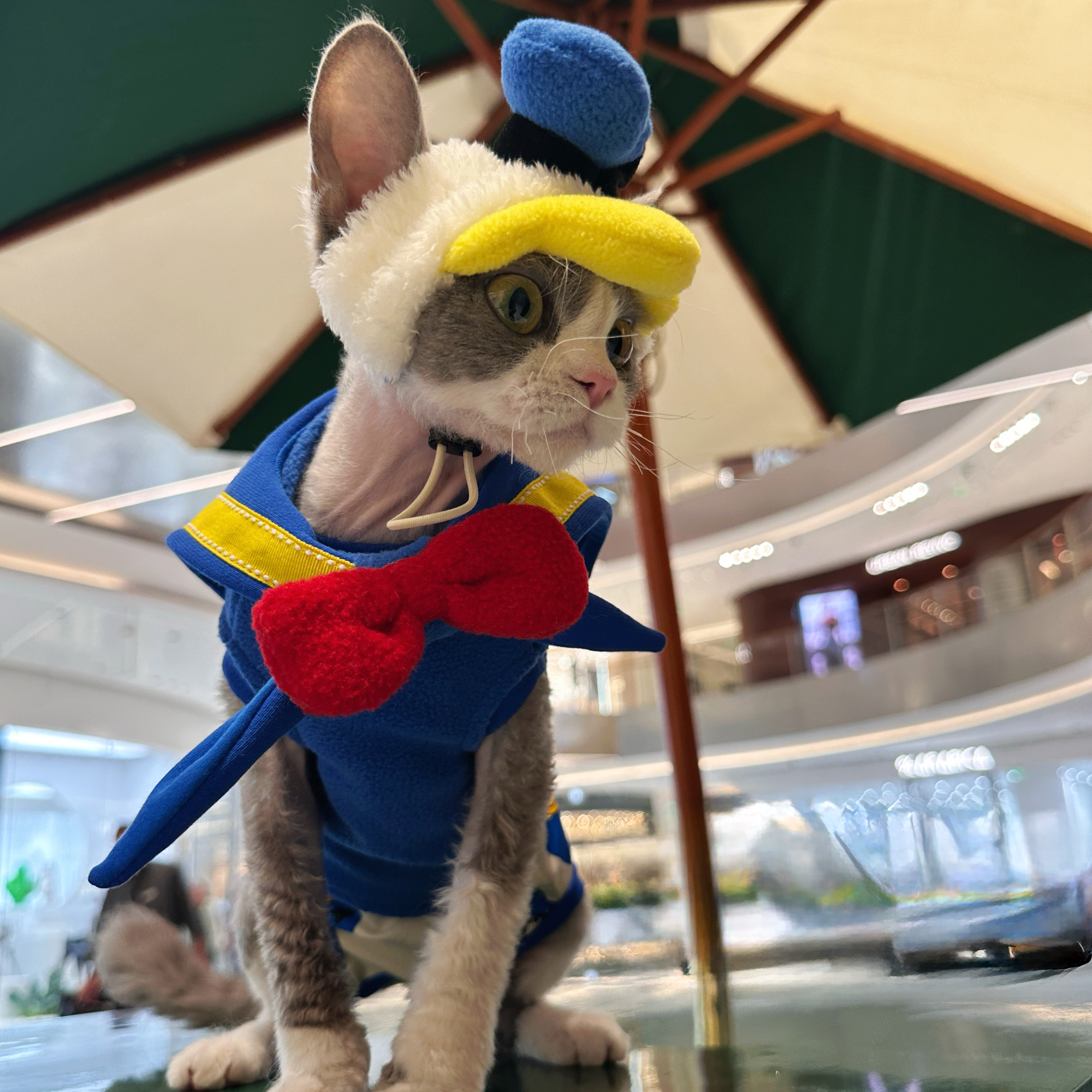 Donald Duck Costume for Sphynx Cat Cosplay Outfit