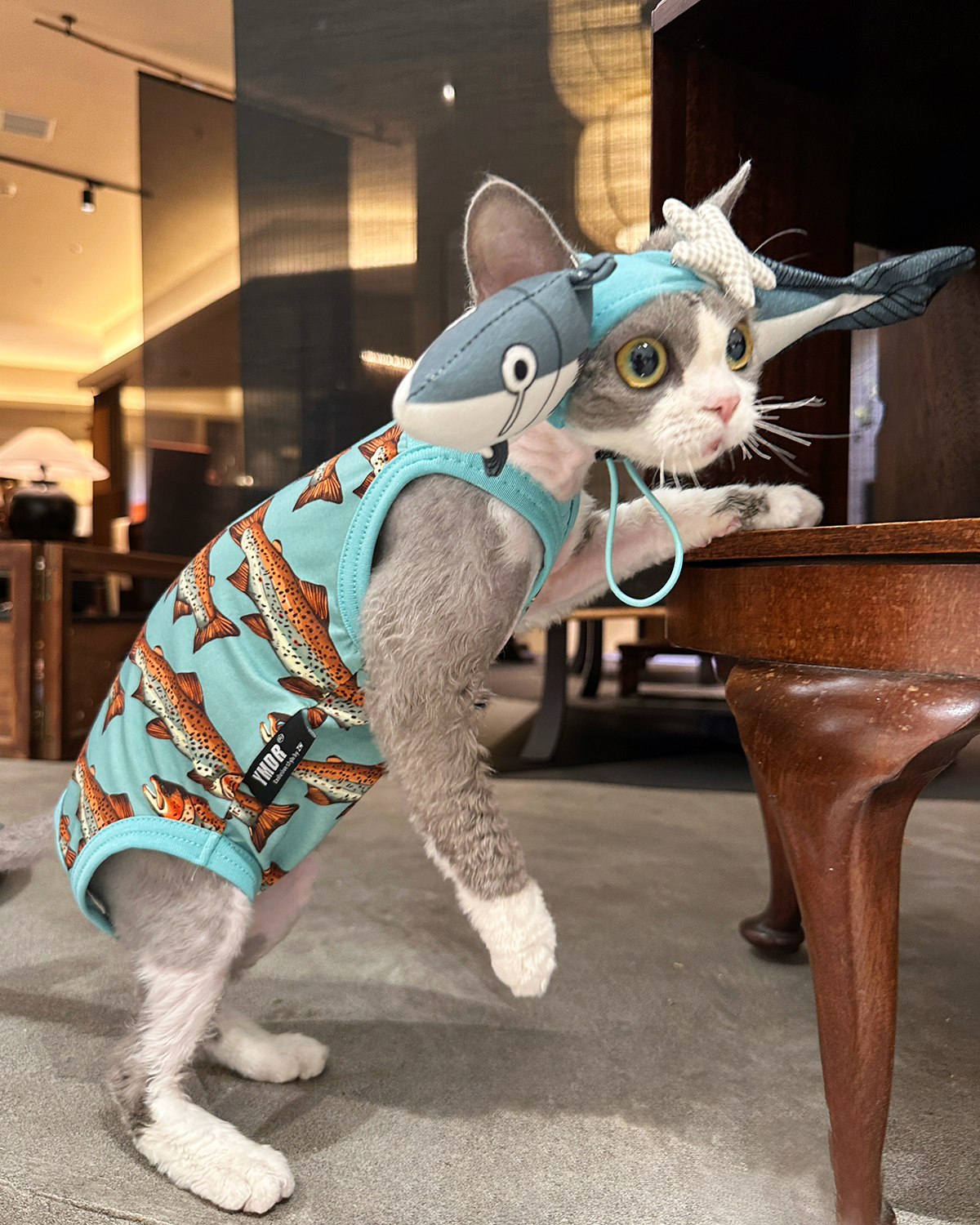 Shark Hat and Salmon Camisole for Sphynx Cat Cute Outfit