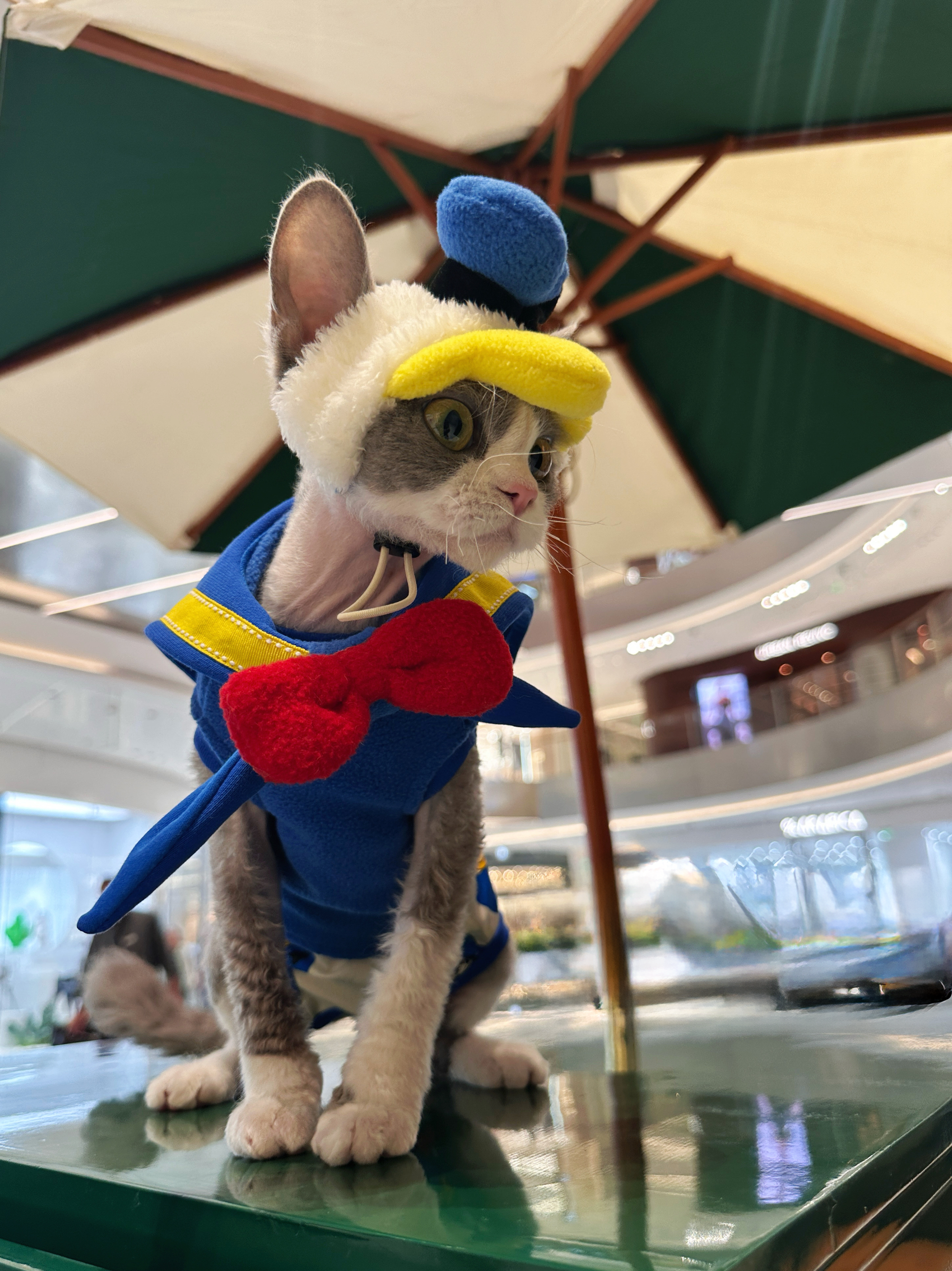 Donald Duck Costume for Sphynx Cat Cosplay Outfit