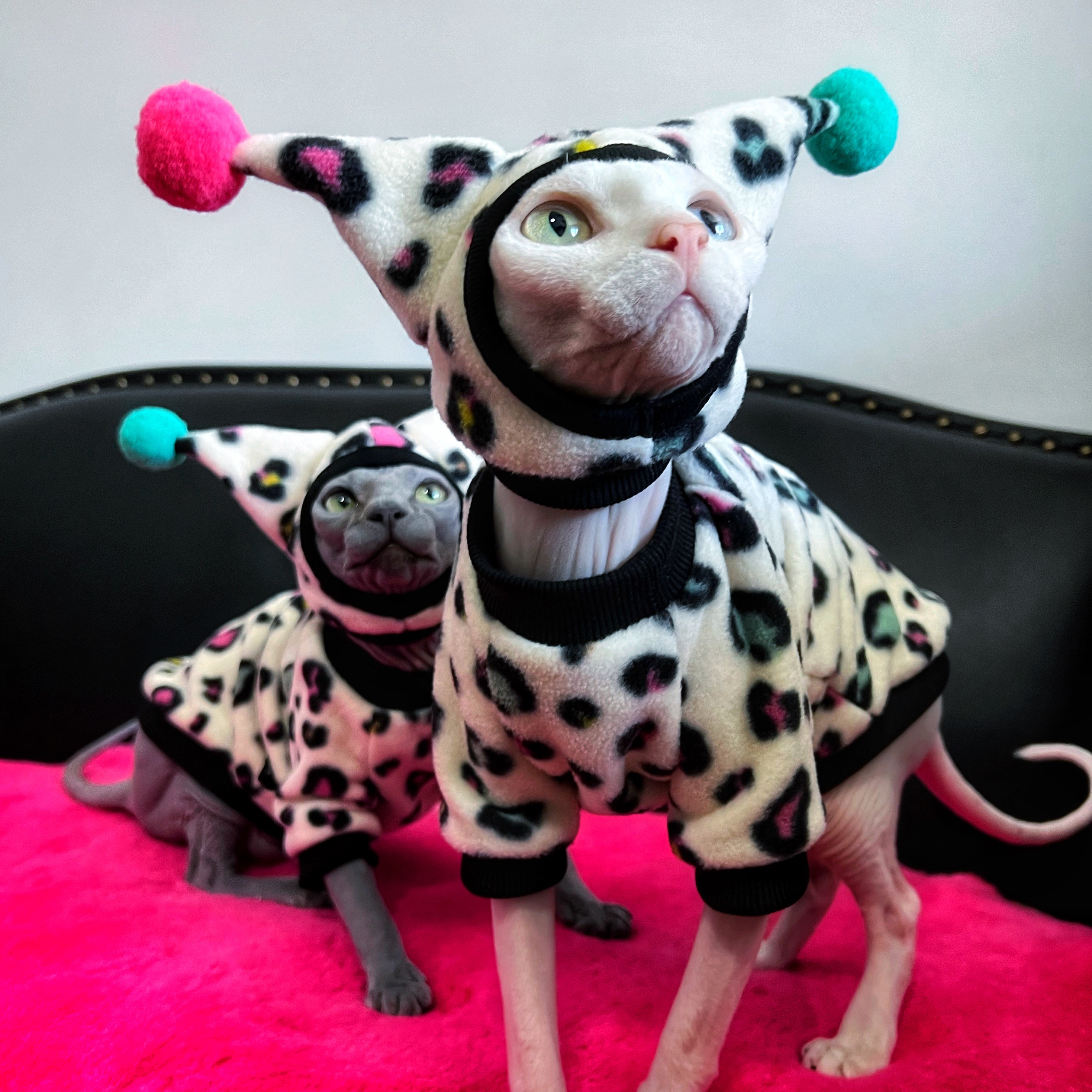 Leopard Costumes for Sphynx