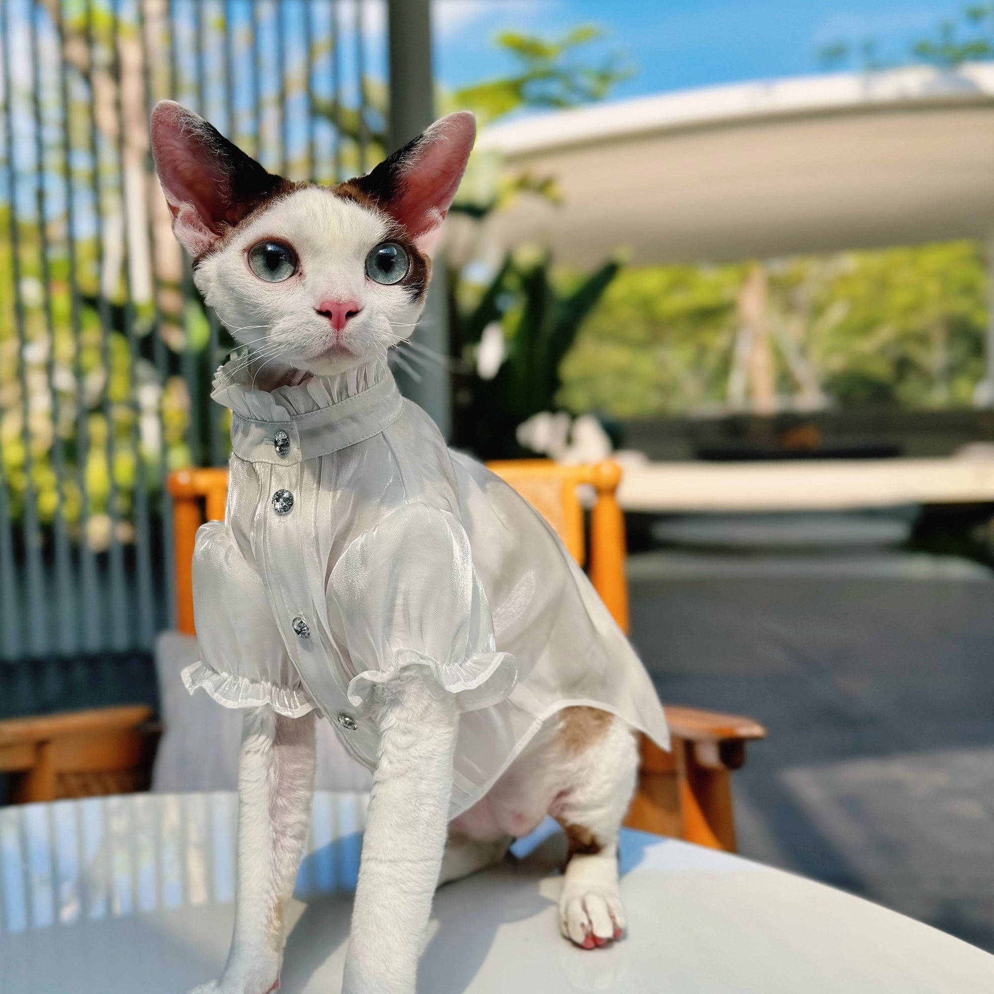 Devon Rex cat wearing organza princess dress