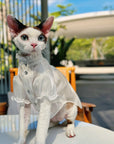 Devon Rex cat wearing organza princess dress