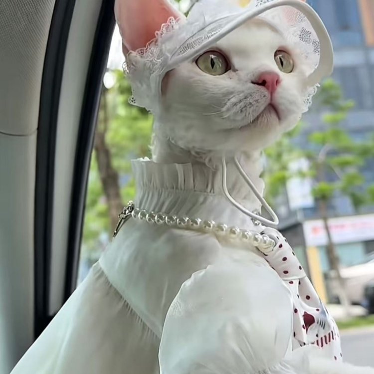 Side view of white lace cat princess hat with ear opening and chin tie