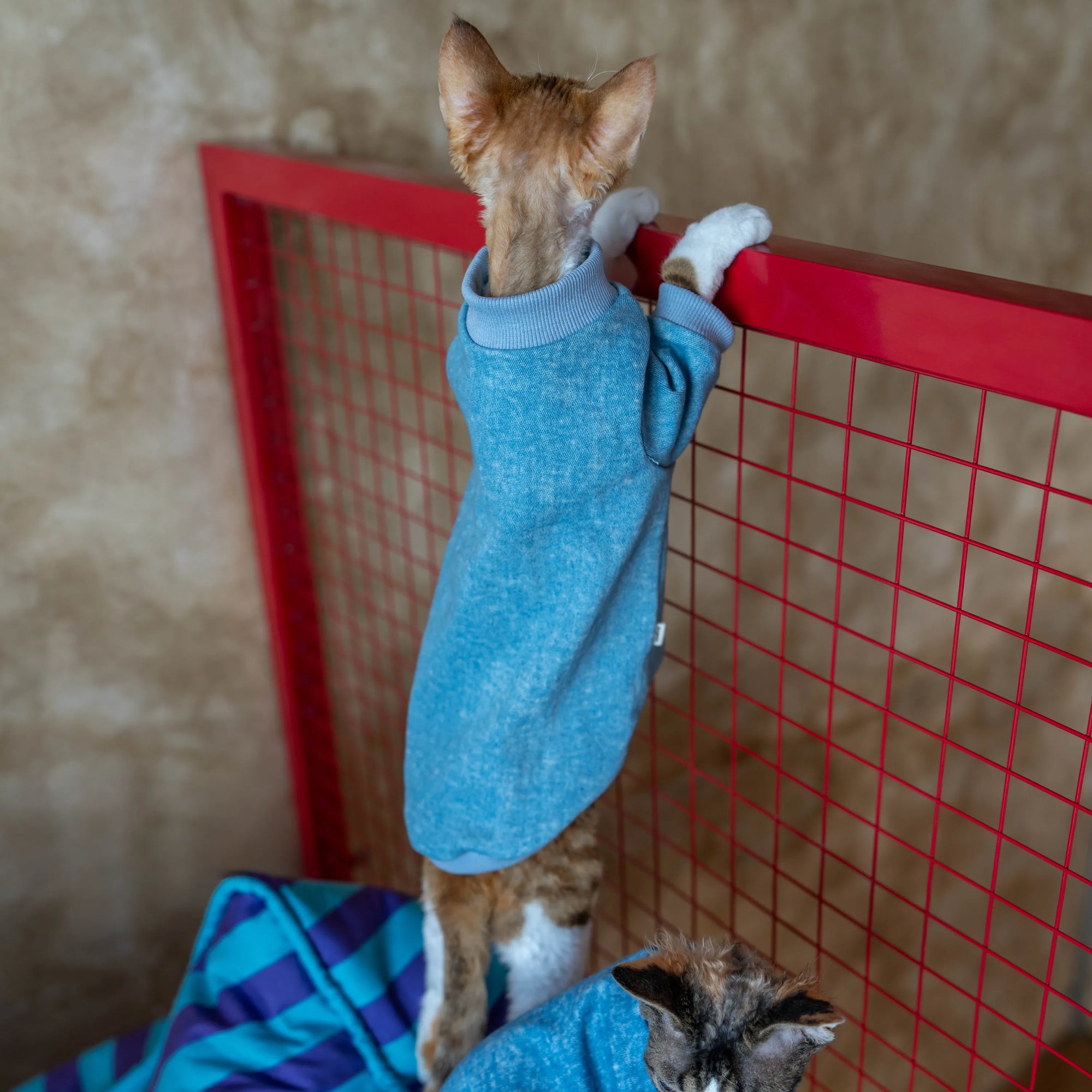 Stretch Denim Sweatshirt for Sphynx Cat Comfortable Outfit